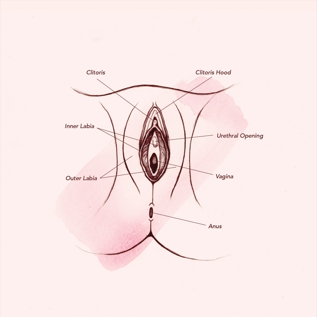 vulva anatomisi