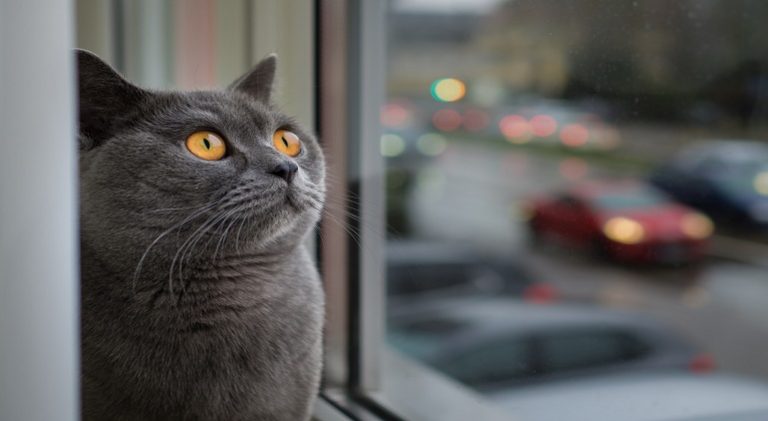 Rüyada Kedi Görmek: Evde Kedi, Bir Sürü Kedi | Sebboy.com