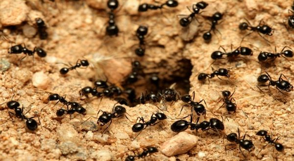 Rüyada Karınca Görmek: Vücudunda Karınca, Karınca Isırması | Sebboy.com