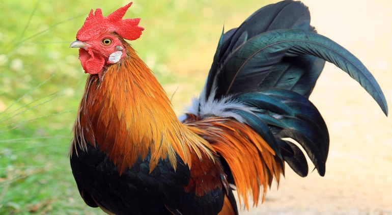 Rüyada Horoz Görmek: Horoz Ötmesi, Horoz Kovalaması | Sebboy.com